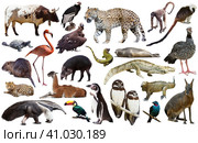Fauna of South America set. Стоковое фото, фотограф Яков Филимонов / Фотобанк Лори