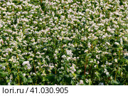Buckwheat macro with white flowers. Fagopyrum esculentum. Стоковое фото, фотограф Ольга Сейфутдинова / Фотобанк Лори