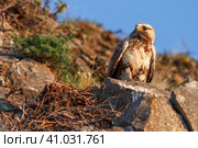 Мохноногий канюк (также известен как зимняк, Buteo lagopus). Большая хищная птица сидит на скале возле гнезда. Дикая птица в естественной среде обитания. Лето в Арктике (июнь). Животный мир Чукотки и Сибири. Дальний Восток России. Стоковое фото, фотограф Андрей Степанов / Фотобанк Лори