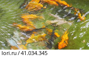 Koi or brocade carp nishikigoi are ornamental domesticated fish bred from the Amur subspecies of carp Cyprinus carpio. Eurasian carp or European carp, common carp, freshwater fish of eutrophic waters. Стоковое видео, видеограф Юлия Петровская / Фотобанк Лори