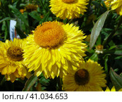 Гелихризум (лат. Helichrysum) Стоковое фото, фотограф lana1501 / Фотобанк Лори