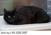 Black cat with a tense frightened look. Стоковое фото, фотограф Анна Кривицкая / Фотобанк Лори