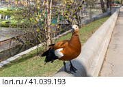 Красная утка Tadorna ferruginea, утка-брамин, семейство Anatidae, весной. Стоковое фото, фотограф Ирина Скворцова / Фотобанк Лори
