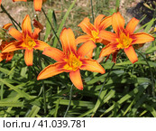Лилейник буро-желтый (лат. Hemerocallis) Стоковое фото, фотограф Елена Орлова / Фотобанк Лори