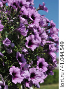 Лиловые цветы петунии гибридной (лат. Petunia hybrida) Стоковое фото, фотограф lana1501 / Фотобанк Лори