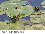 Зелёные плоды и листья кубышки малой на воде. Стоковое фото, фотограф Румянцева Наталия / Фотобанк Лори
