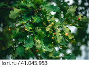 Oak galls, ink nuts on oak. Стоковое фото, фотограф Ольга Ильина / Фотобанк Лори