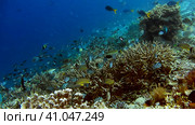 Variety of fish and corals art. Biotope triangle of the world. amazing raja ampat. Exciting diving e. Стоковое видео, видеограф Igor Tichonow / Фотобанк Лори