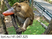 The monkey sits on a tree branch, holds a large glass in his hands, drinks juice from it. Fluffy beige fur, tenacious paws. Thailand. Стоковое фото, фотограф Вера Ивановна Кубарева / Фотобанк Лори