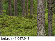 Natural landscape, pine trunks on a bllurred background of boreal forest with moss undergrowth, coniferous taiga, Стоковое фото, фотограф Евгений Харитонов / Фотобанк Лори