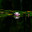Water lily or pink lotus flower floating in pond water with reflection. Стоковое фото, фотограф Антон Вахрушев / Фотобанк Лори