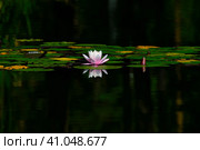 Water lily or pink lotus flower floating in pond water with reflection. Стоковое фото, фотограф Антон Вахрушев / Фотобанк Лори
