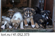 Puppies. Стоковое фото, фотограф Анна Кривицкая / Фотобанк Лори