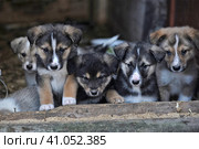 Puppies. Стоковое фото, фотограф Анна Кривицкая / Фотобанк Лори