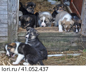 Puppies. Стоковое фото, фотограф Анна Кривицкая / Фотобанк Лори