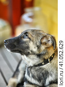 Mestizo puppy in a collar. Стоковое фото, фотограф Анна Кривицкая / Фотобанк Лори
