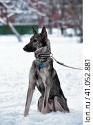 Dog pooch on a leash in winter. Стоковое фото, фотограф Анна Кривицкая / Фотобанк Лори