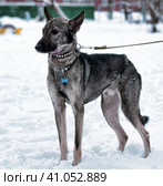 Dog pooch on a leash in winter. Стоковое фото, фотограф Анна Кривицкая / Фотобанк Лори