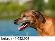 Rhodesian Ridgeback in the background of a lake. Стоковое фото, фотограф Анна Кривицкая / Фотобанк Лори