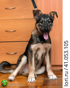 Cur puppy sitting at home on a wooden floor. Стоковое фото, фотограф Анна Кривицкая / Фотобанк Лори