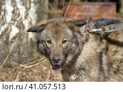 Gray dog crossbreed Caucasian shepherd on a leash. Стоковое фото, фотограф Анна Кривицкая / Фотобанк Лори