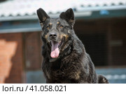 Large black mongrel dog collar in summer. Стоковое фото, фотограф Анна Кривицкая / Фотобанк Лори
