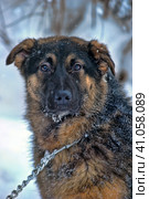 Half-breed shepherd puppy on a chain. Стоковое фото, фотограф Анна Кривицкая / Фотобанк Лори