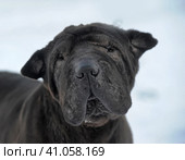 Black sharpei with poor skin and coat. Стоковое фото, фотограф Анна Кривицкая / Фотобанк Лори