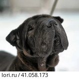 Black sharpei with poor skin and coat. Стоковое фото, фотограф Анна Кривицкая / Фотобанк Лори