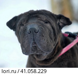 Black sharpei with poor skin and coat. Стоковое фото, фотограф Анна Кривицкая / Фотобанк Лори