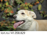 Happy beige with a white dog cur on the background of grass and leaves. Стоковое фото, фотограф Анна Кривицкая / Фотобанк Лори