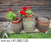 Red zonal geraniums in design. Pelargonium peltatum is species of pelargonium known by common names Pelargonium grandiflorum. Cranesbill or crane's-bill. Green leaves. Floriculture and horticulture. Стоковое фото, фотограф Юлия Петровская / Фотобанк Лори