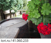 Red zonal geraniums in design. Pelargonium peltatum is species of pelargonium known by common names Pelargonium grandiflorum. Cranesbill or crane's-bill. Green leaves. Floriculture and horticulture. Стоковое фото, фотограф Юлия Петровская / Фотобанк Лори