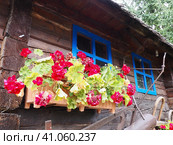 Red zonal geraniums in design. Pelargonium peltatum is species of pelargonium known by common names Pelargonium grandiflorum. Cranesbill or crane's-bill. Green leaves. Floriculture and horticulture. Стоковое фото, фотограф Юлия Петровская / Фотобанк Лори