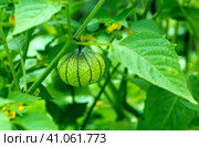 Physalis fruit on the plant. Стоковое фото, фотограф Roman B. / Фотобанк Лори
