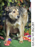 Brown dog crossbreed husky. Стоковое фото, фотограф Анна Кривицкая / Фотобанк Лори