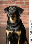 Black and brown mongrel dog, Стоковое фото, фотограф Анна Кривицкая / Фотобанк Лори