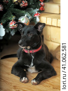 Black puppy in a red collar in the new year at the Christmas tree in Christmas. Стоковое фото, фотограф Анна Кривицкая / Фотобанк Лори