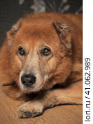 Old brown dog, mestizo alabai. Стоковое фото, фотограф Анна Кривицкая / Фотобанк Лори
