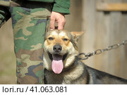 Dog pooch, half-breed shepherd dog on a chain. Стоковое фото, фотограф Анна Кривицкая / Фотобанк Лори