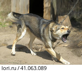 Dog pooch, half-breed shepherd dog on a chain. Стоковое фото, фотограф Анна Кривицкая / Фотобанк Лори