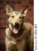 Crossbreed husky and shepherd dogs. Стоковое фото, фотограф Анна Кривицкая / Фотобанк Лори