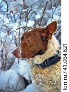 Dog old snow winter cold weather senility sad abandoned. Стоковое фото, фотограф Анна Кривицкая / Фотобанк Лори