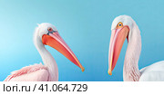 A white seagull with a goofy look on a pink background. Created by AI. Стоковое AI-изображение, AI-художник Ярославский Максим / Фотобанк Лори