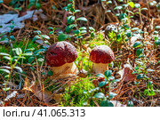 Белый гриб  или борови́к (лат. Boletus edulis) в сосновом бору крупным планом. Караканский бор, Искитимский район Новосибирской области. Стоковое фото, фотограф Евгений Мухортов / Фотобанк Лори