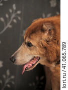 Red old dog,  metis alabai. Стоковое фото, фотограф Анна Кривицкая / Фотобанк Лори