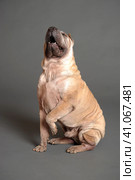 Chinese Shar Pei dog. Стоковое фото, фотограф Анна Кривицкая / Фотобанк Лори