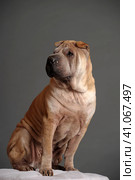 Chinese Shar Pei dog. Стоковое фото, фотограф Анна Кривицкая / Фотобанк Лори
