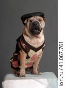 Shar pei dog. Стоковое фото, фотограф Анна Кривицкая / Фотобанк Лори