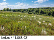 Ковыль красивейший (Stipa pulcherrima K. Koch (семейство Poaceae) в степи. Новосибирская область, Западная сибирь России. Стоковое фото, фотограф Евгений Мухортов / Фотобанк Лори